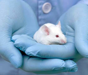 animales utilizados en testeos de laboratorio
