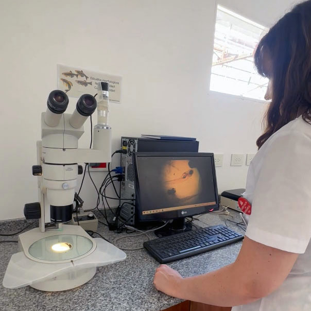 Describir el contenido visual de esta imagen