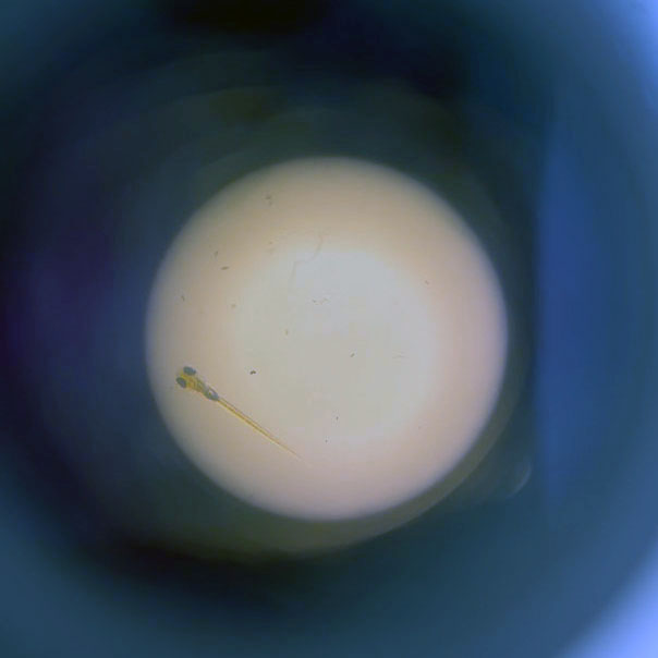 Describir el contenido visual de esta imagen