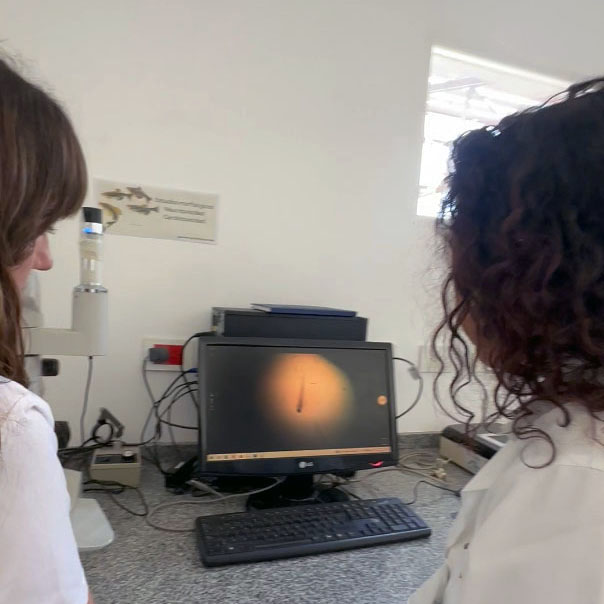 Describir el contenido visual de esta imagen