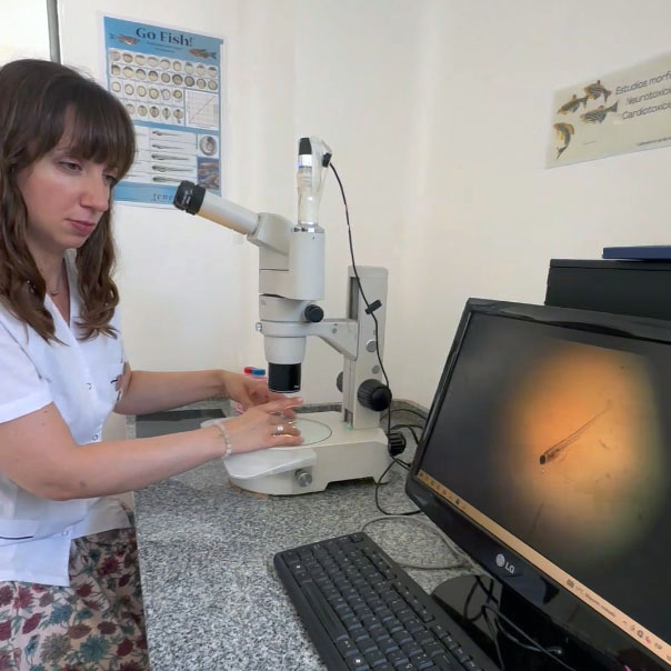 Describir el contenido visual de esta imagen