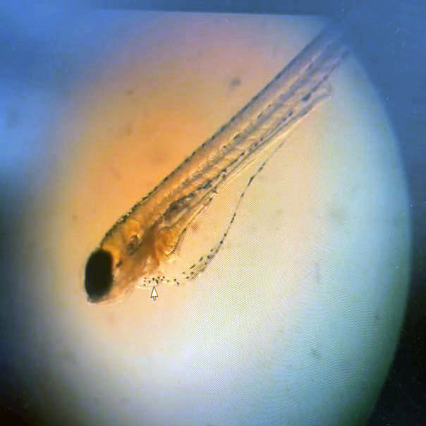 Describir el contenido visual de esta imagen