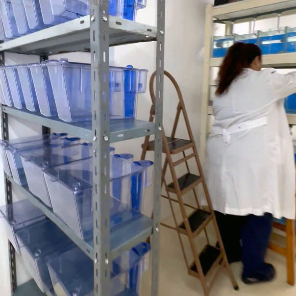 Describir el contenido visual de esta imagen