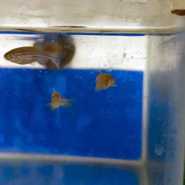 Describir el contenido visual de esta imagen