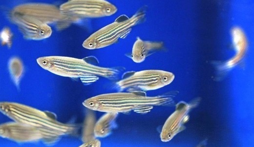 Los peces cebra son de aguas cálidas. Créditos: europapress.es/