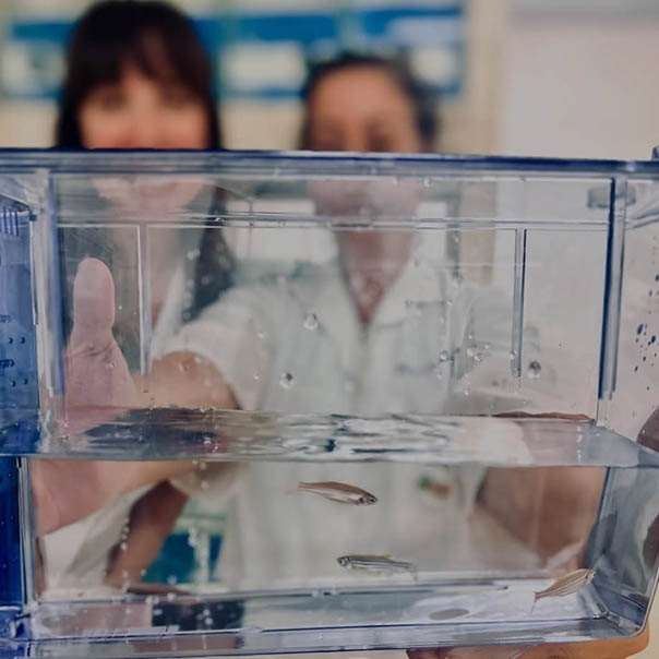 Plantel de zebrafish adultos