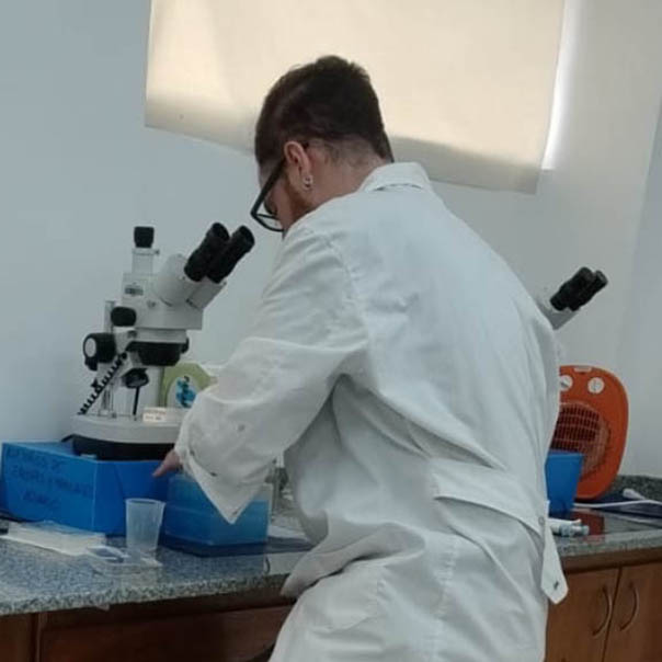 Desarrollo de los ensayos toxicológicos