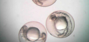 Vista microscópica de embriones de peces cebra en un ensayo de toxicidad aguda.