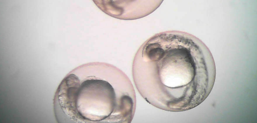 Vista microscópica de embriones de peces cebra en un ensayo de toxicidad aguda.