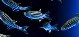 Ejemplares de pez cebra, modelo utilizado para estudiar la toxicidad de nuevos fármacos (imagen: efeverde.com)